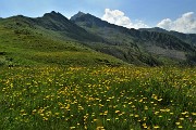 26 Pascoli fioriti con vista sul Monte Valegino (2415 m)